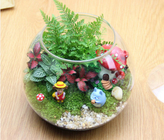 Round Plant Candle Glass Cups Ball Gree Plant Live For Home Decoration